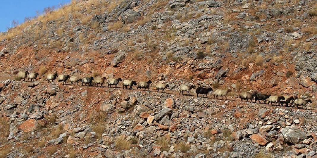 Yazın yaylada kışın şehirde! Göçerlerin yolculuğu başladı: 5 aylık maceraya ara vakti geldi 2
